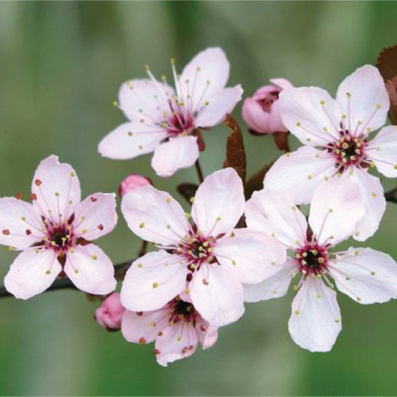 Meet your Posher, Jessica - Picture 1 of 1